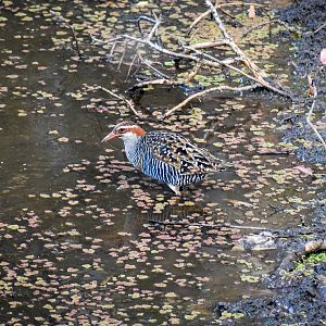 Buff-banded Rail (Gallirallus philippensis)