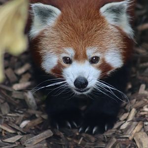 Red panda - 1 July 2021