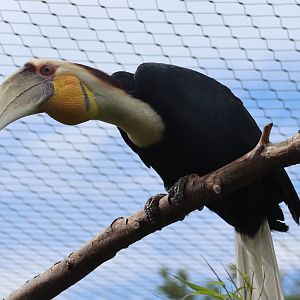 Wreathed hornbill - 1 July 2021
