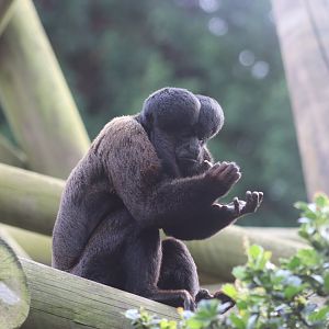 Red-backed bearded saki - 1 July 2021