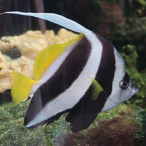 Pennant coralfish - 1 July 2021