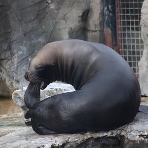 South American sea lion - 1 July 2021