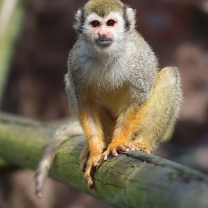 Common squirrel monkey - 1 July 2021