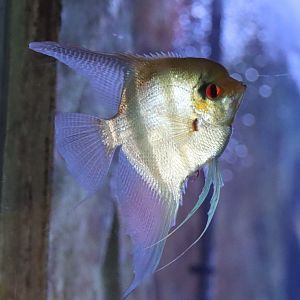 Freshwater angelfish - 1 July 2021