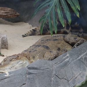 Slender-snouted crocodile - 1 July 2021