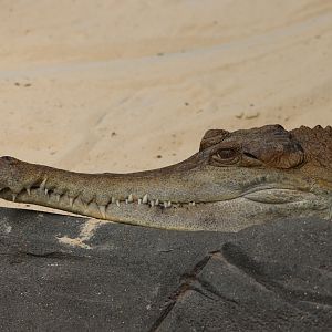 Slender-snouted crocodile - 1 July 2021