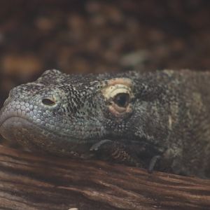Komodo dragon - 1 July 2021