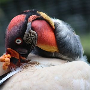 King vulture - 1 July 2021