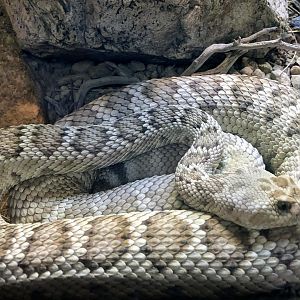 Great Basin Rattlesnake
