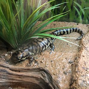 Arizona Tiger Salamander