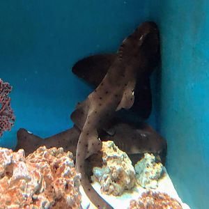 Horn Shark
