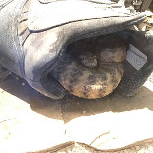Tiger Rattlesnake