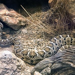 Baja California Rattlesnake