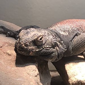 Common Chuckwalla