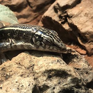 Karsten's Plated Lizard