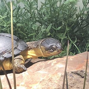 African Dwarf Mud Turtle