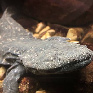 Eastern Hellbender