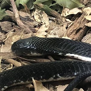 Indochinese Spitting Cobra