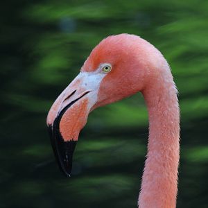 American Flamingo