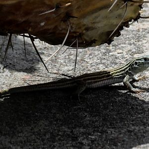 Little Striped Whiptail