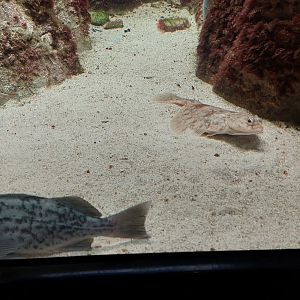 Blue rockfish and Pacific sanddab