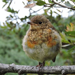 European robin [2016]