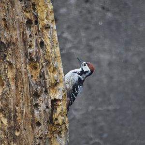 White-backed woodpecker [2019]