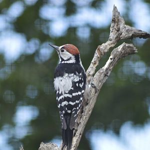 White-backed woodpecker [2019]