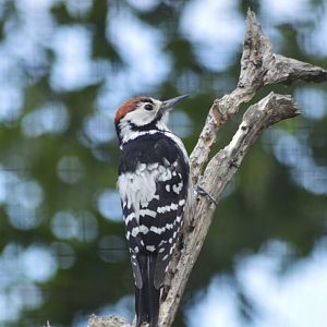 White-backed woodpecker [2019]