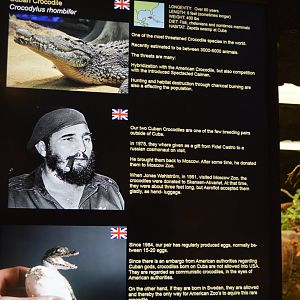 Fidel Castro's crocodiles [2019]