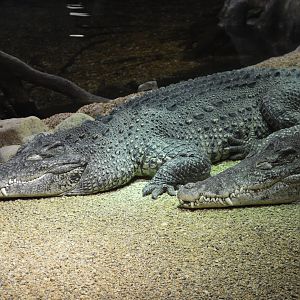Cuban crocodile [2019]