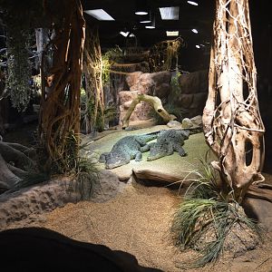 Cuban crocodile [2019]