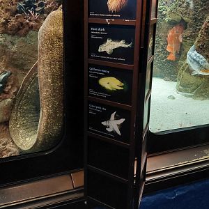 California Moray and Signage Example