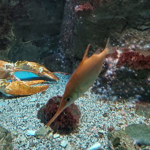 American Lobster and Longspine Snipefish