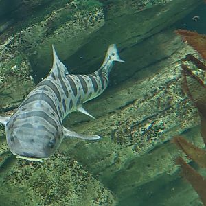 Leopard Shark