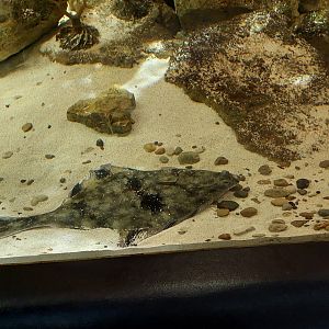 Starry Flounder