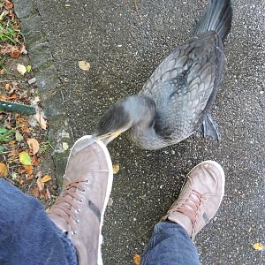 Great cormorant [2016]