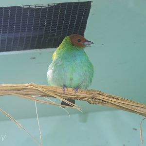 Bay-headed tanager [2016]