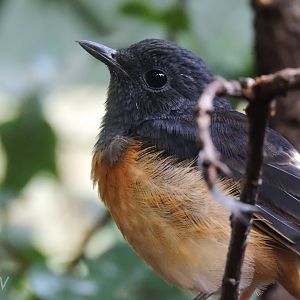 White-rumped shama [2016]