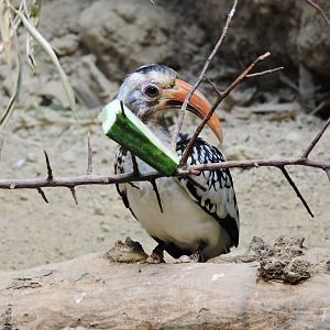 Northern red-billed hornbill [2016]