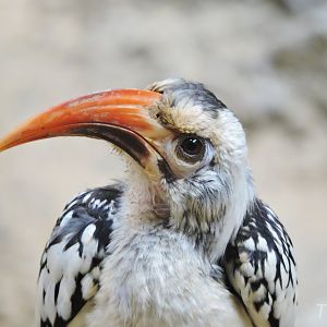 Northern red-billed hornbill [2016]