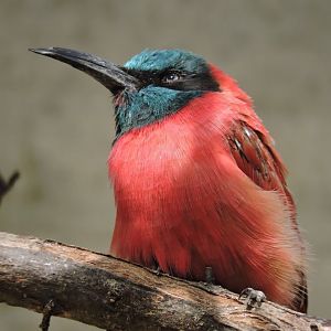 Northern carmine bee-eater [2016]