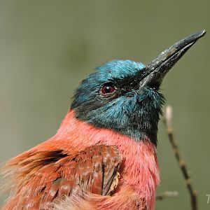 Northern carmine bee-eater [2016]