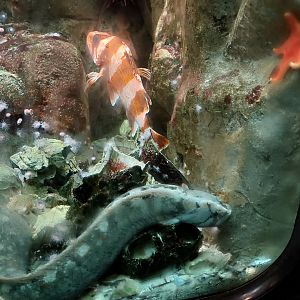 Monkeyface prickleback and Flag rockfish