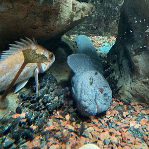Wolf eel and Copper rockfish
