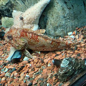 California Scorpionfish