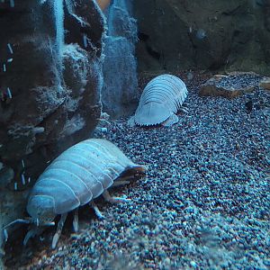 Giant deep sea isopod