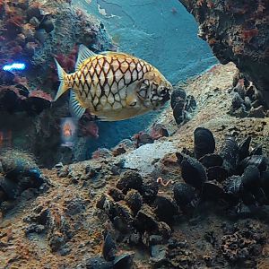 Pineapple fish (Cleidopus gloriamaris)