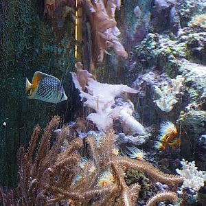 Pearlscale butterfly fish in Pacific Reef tank
