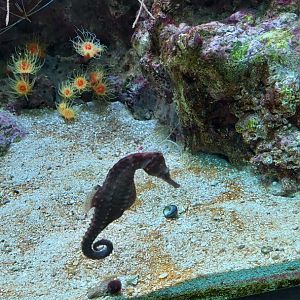 Lined Seahorse